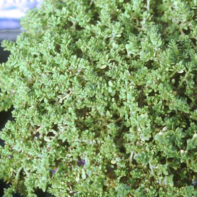 Sedum requieni 