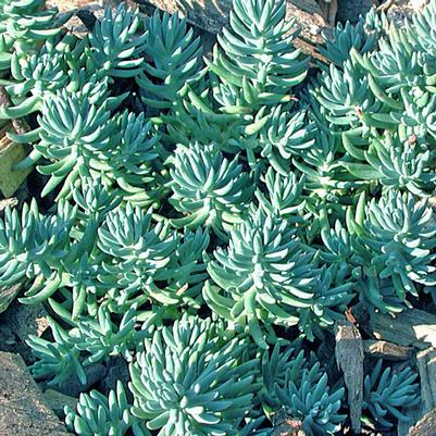 Sedum rupestre Blue Spruce