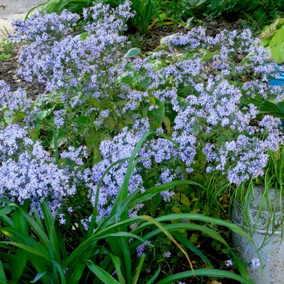 Aster (Symphyotrichum) cordifolium 