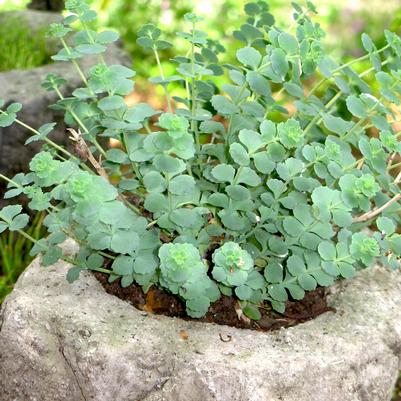 Sedum sieboldii 