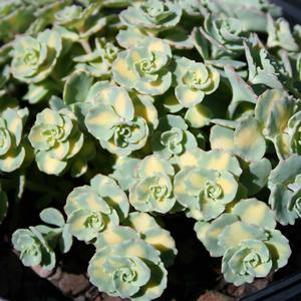 Sedum sieboldii Variegata