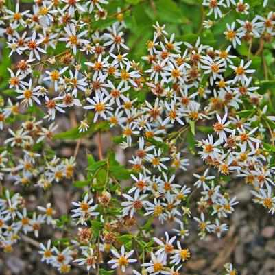 Aster (Eurybia) divaricatum 