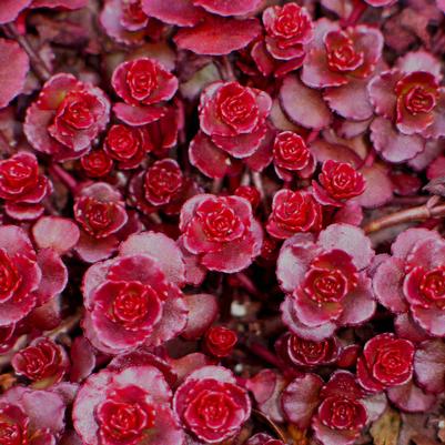 Sedum spurium Dragon's Blood