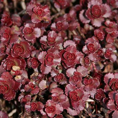 Sedum spurium Fuldaglut