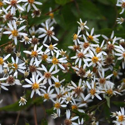 Aster (Eurybia) divaricata Eastern Star