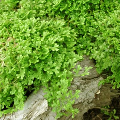 Selaginella kraussiana Aurea