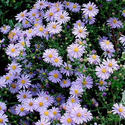 Aster (Symphyotrichum) laevis Bluebird