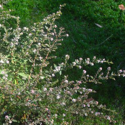 Aster (Symphyotrichum) laterifolium Lady in Black