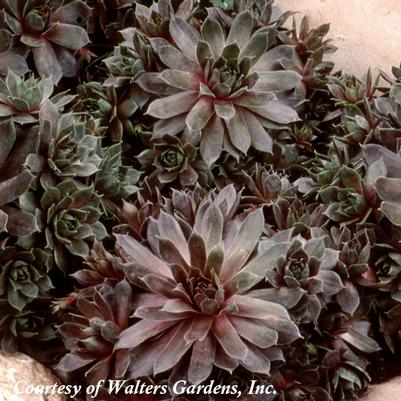 Sempervivum Silverine