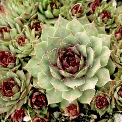 Sempervivum Sunset