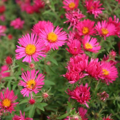 Aster (Symphyotrichum) novae-angliae Alma Potschke