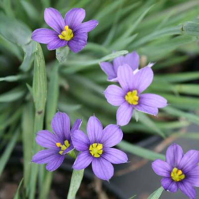 Sisyrinchium angustifolium Lucerne