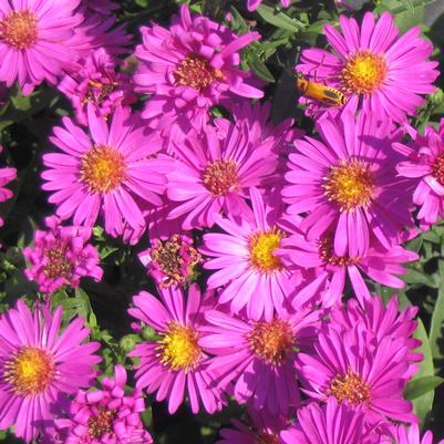 Aster (Symphyotrichum) novi-belgii Alert