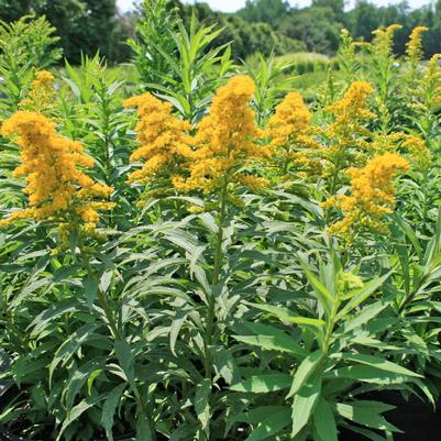 Solidago canadensis Baby Gold