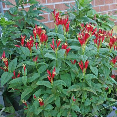 Spigelia marilandica 