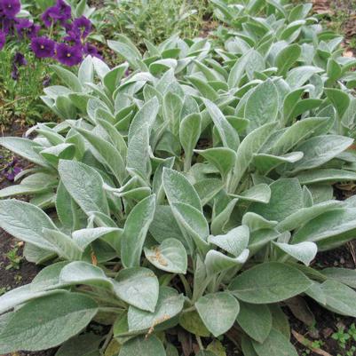 Stachys byzantina Big Ears