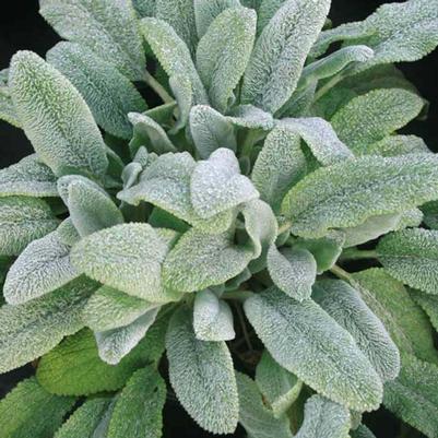 Stachys Silver Carpet