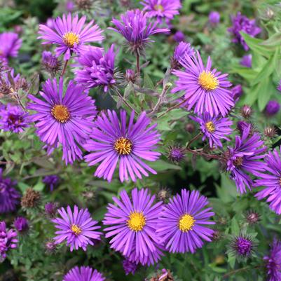 Aster (Symphyotrichum) novae-angliae Purple Dome