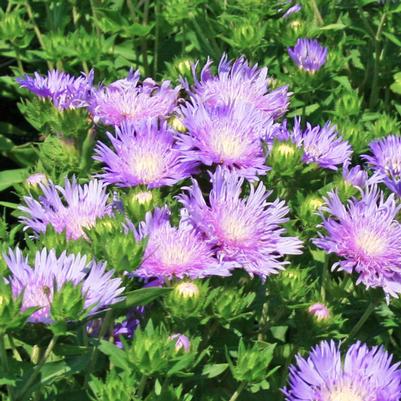 Stokesia laevis Peachie's Pick