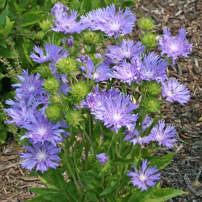 Stokesia laevis Blue Danube