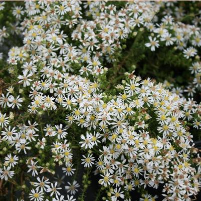 Aster (Symphyotrichum) ericoides Snow Flurry