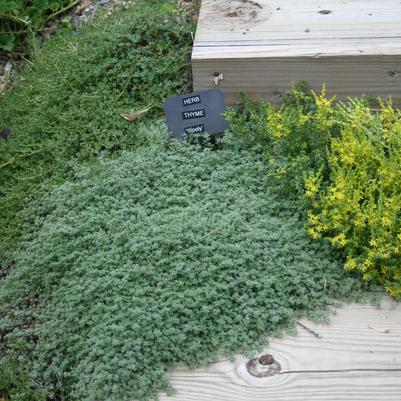 Thymus pseudolanuginosus 'Wooly'