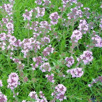 Thymus Spicy Orange