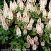 Tiarella Pink Skyrocket