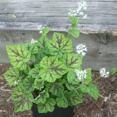 Tiarella cordifolia Running Tapestry