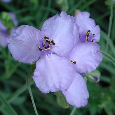 Tradescantia ohioensis Mrs. Loewer