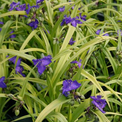 Tradescantia Sweet Kate