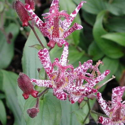 Tricyrtis hirta Sinonome