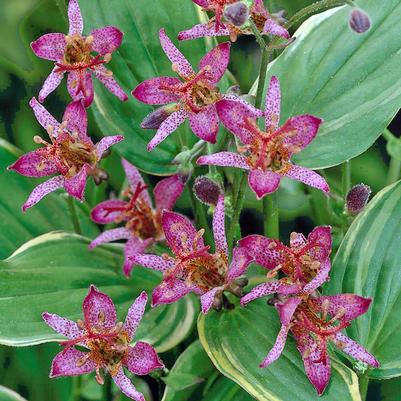 Tricyrtis formosana Gilt Edge