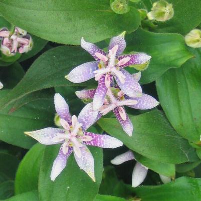 Tricyrtis hirta 