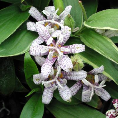 Tricyrtis hirta Variegata