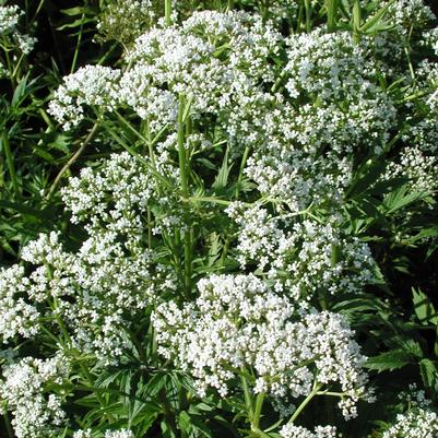 Valeriana officinalis 