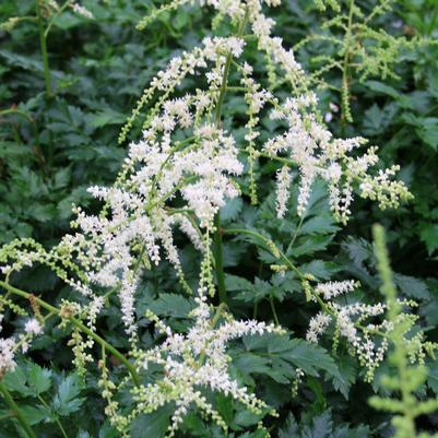 Astilbe simplicifolia Darwin's Snow Sprite