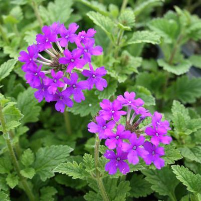 Verbena canadensis Homestead Purple