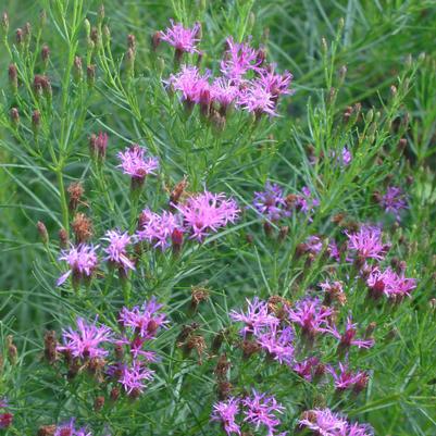 Vernonia lettermannii Iron Butterfly