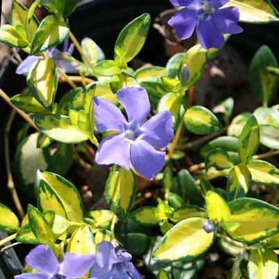 Vinca minor Illumination