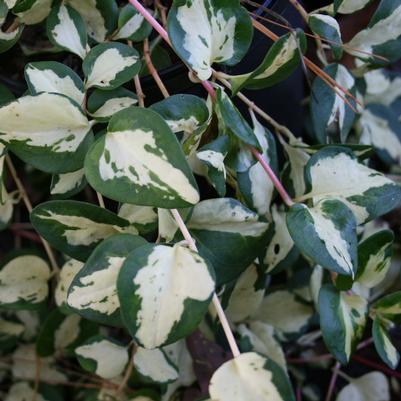 Vinca minor WoJo's Gem