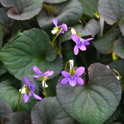 Viola labradorica 