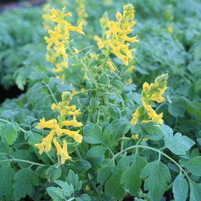 Corydalis caseana brandegei Canary Feathers