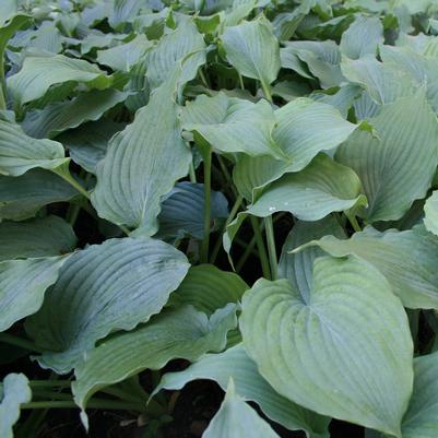 Hosta Queen of the Seas