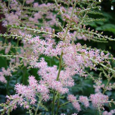 Astilbe simplicifolia Hennie Graafland