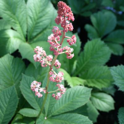 Rodgersia aesculifolia 