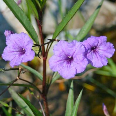 Ruellia brittoniana 