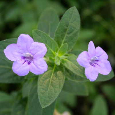 Ruellia humilis 