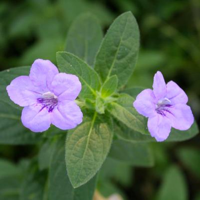 Ruellia humilis 