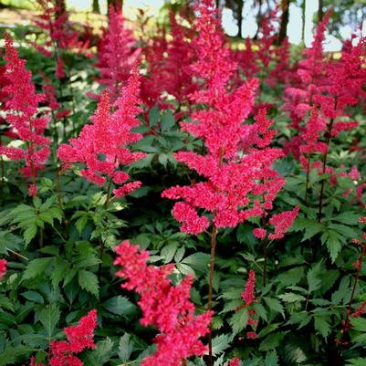 Astilbe arendsii Fanal